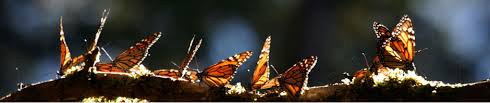 Check spelling or type a new query. Free Milkweeds For Restoration Projects Bring Back The Monarchs