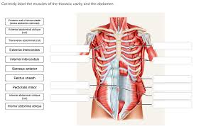 Muscles, connected to bones or internal organs and blood vessels, are in charge for. Solved Correctly Label The Muscles Of The Thoracic Cavity Chegg Com