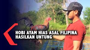 Ayam bangkok memang sudah terkenal dengan keunggulannya. Hobi Ayam Hias Dari Filipina Bisa Raup Untung Youtube