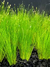 Image result for Eleocharis caduca