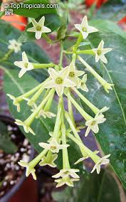 Image result for Cestrum nocturnum