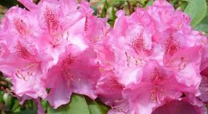 Es gibt für gewöhnlich keinen grund zum. Rhododendron Schneiden Mit Dieser Anleitung Sat 1 Ratgeber