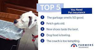 Any dog with no bite history is eligible to be covered under liability insurance. Pin On Pet Insurance