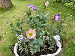 Image result for eustoma Balboa