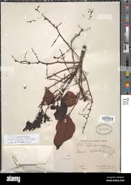 Image result for Lannea welwitschii