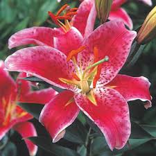 We did not find results for: Bulk Lilies At Wholesale Prices From K Van Bourgondien