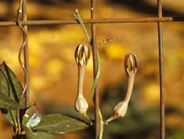 Image result for Ceropegia conrathii