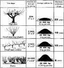 Image result for Andropogon pseudapricus