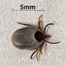 Image result for Tick Paralysis