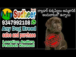 View our newest designer & purebred puppies online & call/visit us today! Pudelpointer Puppies For Sale Montana 07 2021