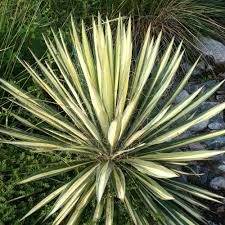 Image result for Yucca