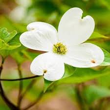 Maybe you would like to learn more about one of these? White Dogwood Tree Creamy White Blooms Plantingtree
