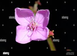 Image result for Dissotis ruandensis