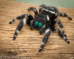 New york is home to 17 species of snakes. Bold Jumping Spider Spiders Of The Southern Tier Of New York Inaturalist