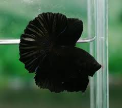 Ikan koi satu ini mempunyai warna dasar kulit putih susu. Jenis Cupang Hitam Wild Country Fine Arts