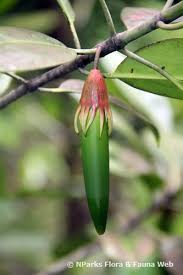 Image result for Bruguiera