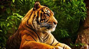 We did not find results for: 270 4k Ultra Hd Tiger Wallpapers Background Images