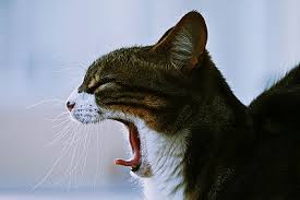 But despite being such a widespread feature, scientists still can't explain why yawning the real function of yawning, according to one hypothesis, could lie in the human body's most complex system: Why Do Dogs And Cats Yawn The Pet Wiki