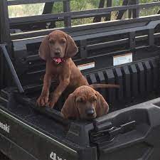 Joanna Gaines Designed A Doggie Spa And You Re Going To Want One In Your Home Immediately English Coonhound Joanna Gaines Design Magnolia Mom