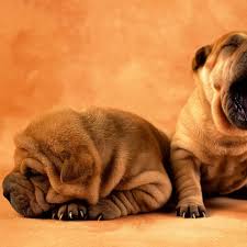 Get inspiration anywhere and keep your designs on hand by accessing them through the iphone or ipad app. Cute Puppies Ipad Wallpaper Download Free Ipad Wallpapers Backgrounds