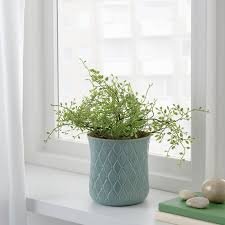 Fejka Topfpflanze Kunstlich Drinnen Draussen Muhlenbeckia In 2020 Topfpflanzen Zimmerpflanzen Ideen Kunstpflanzen