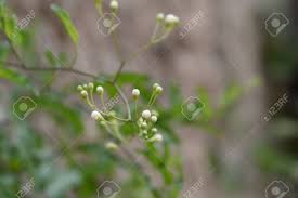 These will bloom the first year from seed if seed is started in the spring. Potato Vine Flower Buds Latin Name Solanum Laxum Solanum Jasminoides Stock Photo Picture And Royalty Free Image Image 135174455