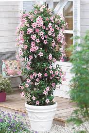 Sun Parasol Original Cream Pink Mandevilla Is Sooo Dreamy Its Pale Pink Flowers Blooming 2 To 3 Inches Wide Will Add Jus Can Flowers Plant Design Sun Parasol