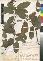 Image result for Pouteria altissima