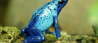 Maybe you would like to learn more about one of these? The Poison Dart Frog Critter Science