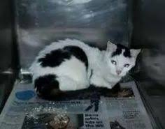 Maybe you would like to learn more about one of these? 220 Cats Ga Ultra Urgent Floyd County Rome Ga Animal Shelter Ideas Floyd County Animal Control Animal Shelter