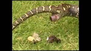 (american english) (used about people or animals) to pass liquid or solid waste material from your body: How Snakes Poop And Pee Youtube
