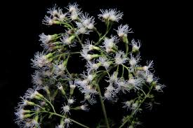 Image result for Bartlettina