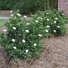 Image result for Gardenia subacaulis