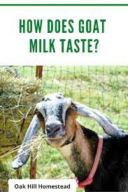 How Does Goat Milk Taste Oak Hill Homestead