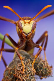Paper Wasp Polistes Major Wasp Bees And Wasps Bugs And Insects