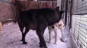 The Biggest Wolf On The Planet Canadian Wolf Wolf Large Wolf Big Wolf Largest Wolf Wolf Dog