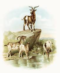 Free Vintage Image Goats At The Farm Old Design Shop Blog Farm Art Animals Animal Printables