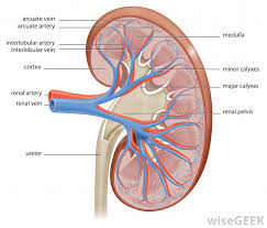 The proximal convoluted tubule is the tubular segment of the nephron that connects the renal corpuscle to the proximal straight tubule and ultimately to the loop of henle. What Is The Distal Convoluted Tubule With Pictures