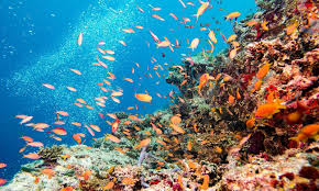 Als herzzerreißend beschrieb der wissenschaftler terry hughes den anblick des great barrier reefs bei seiner letzten forschungsreise, noch kurz bevor die c. Das Great Barrier Reef Australien Inseln Stadte Touren Tipps 2021