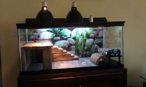 Bearded Dragon Habitat 78 Jpg 800 479 Pixels Bearded Dragon Habitat Baby Bearded Dragon Bearded Dragon Terrarium Ideas