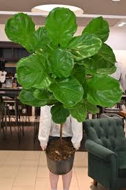 Image result for Ficus tesselata