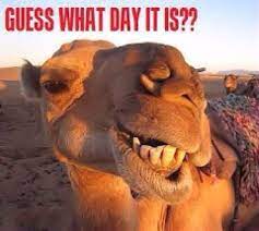Funny hump day camel art postcard | zazzle. Guess What Day It Is Smiling Animals Happy Animals Funny Animals