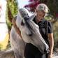 Classical Dressage from the Heart with Sofia Valenca event image