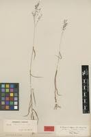 Image result for Panicum hochstetteri