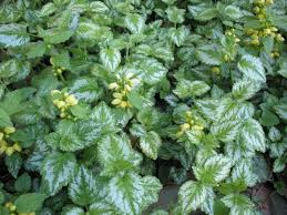 It can form a dense mound that overtakes ground area. Pin On Woodland Garden Ideas