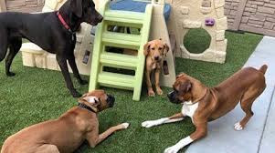 If you are going to talk to other parents, you will be able to see if the parents have had good. Idaho Dog Park Dog Daycare And Boarding Boise Id