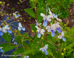 Image result for Rotheca myricoides