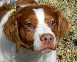 Adopt Waffle On Petfinder Dog Fort Brittany Spaniel Dogs Brittany Spaniel