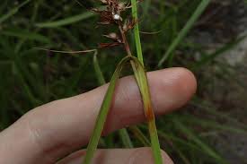 Image result for Scleria