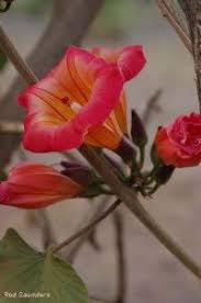 Image result for Combretum engleri